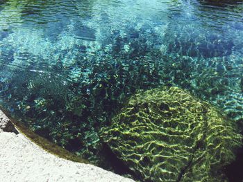 Reflection of trees in water