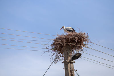 Low angle view of bird perching on nest against clear sky