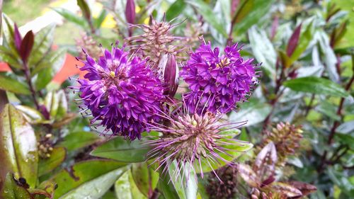 Close-up of purple flowers