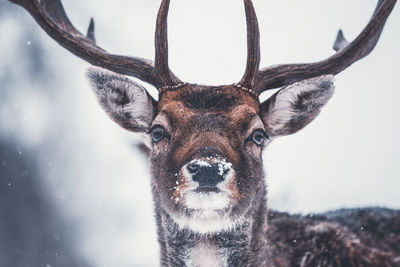 Close-up portrait of deer