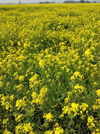 Yellow flowering plants on field