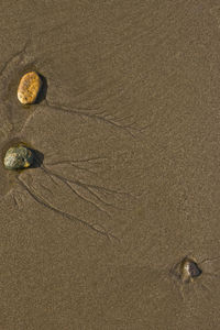 High angle view of shells on beach