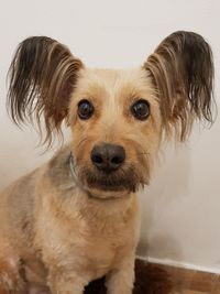 Close-up portrait of puppy
