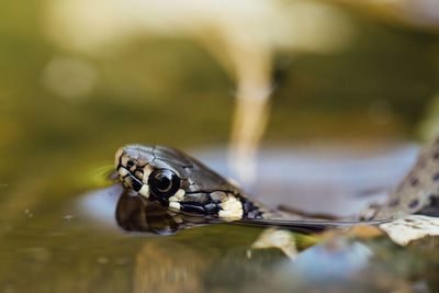 Close-up of turtle in lake