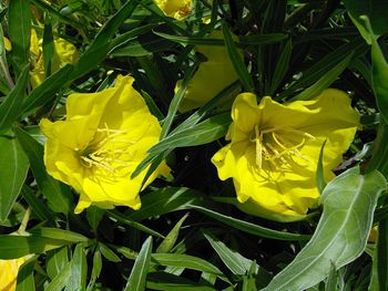 Close-up of yellow flower