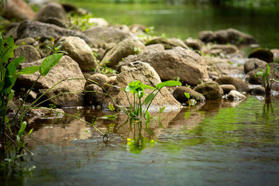 Rocks in lake