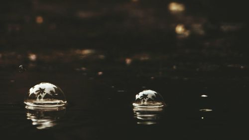 Reflection of trees in water