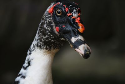 Close-up of a bird