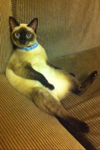 Portrait of cat lying on sofa
