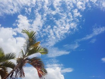 Low angle view of palm tree against cloudy sky