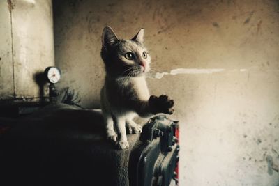 Kitten on machinery