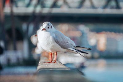 Close-up of seagull perching outdoors