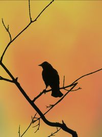 Low angle view of silhouette bird perching on branch