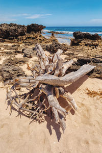 Aerial view of driftwood on beach