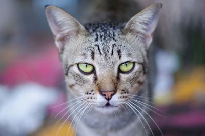 Portrait of tabby cat