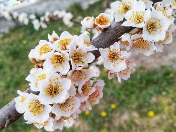 Close-up of white cherry blossoms