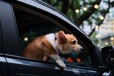 Dog in car