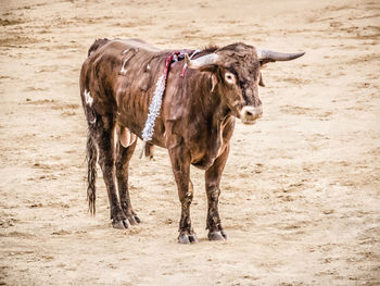 Horse standing on field