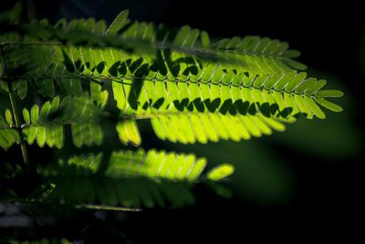 Close-up of leaves