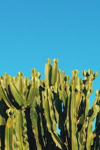 Close-up of succulent plant