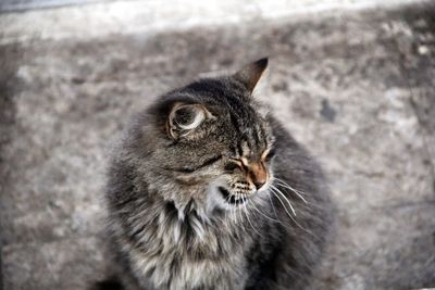 Close-up of cat looking away