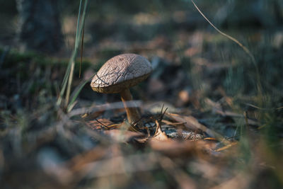 Close-up of mushroom on field