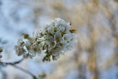 Close-up of white cherry blossom on tree