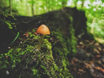 Close-up of mushroom growing in forest