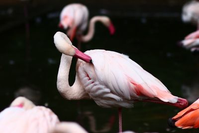 flamingo