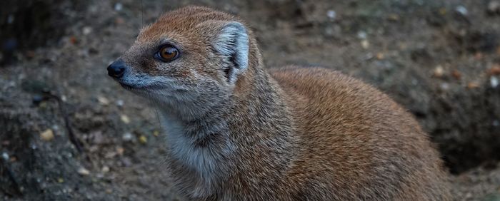 Close-up of a mongoose 