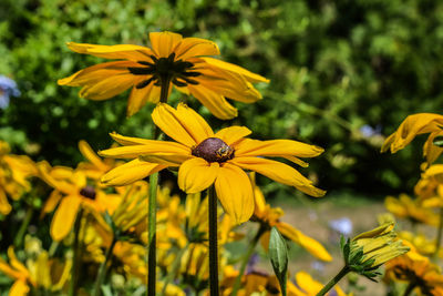 Close-up of yellow flowers blooming outdoors