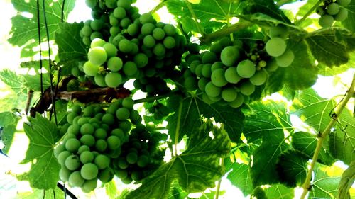 Low angle view of grapes growing in vineyard