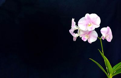 Close-up of pink flowering plant against black background