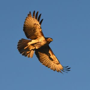 Low angle view of eagle flying against clear blue sky