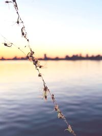 Close-up of plant against lake during sunset