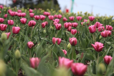 Close-up of pink flowering plants on field