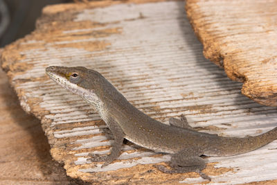 Close-up of lizard