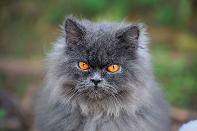 Close-up portrait of a cat