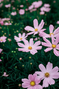 Close-up of flowers blooming outdoors