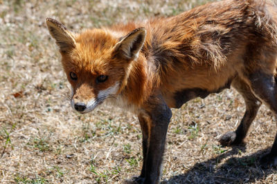 Portrait of giraffe standing on field
