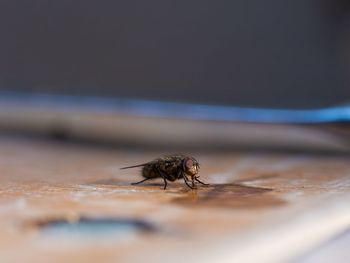 Close-up of fly on table