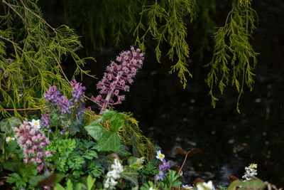 Close-up of purple flowering plant