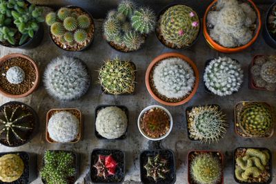 High angle view of succulent plants