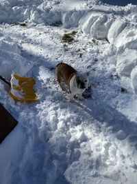 High angle view of dog in snow