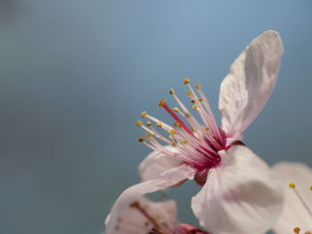 Close-up of fresh white flower