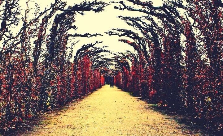 the way forward, diminishing perspective, tree, vanishing point, treelined, footpath, tranquility, nature, pathway, road, long, growth, walkway, branch, empty, clear sky, narrow, tranquil scene, outdoors, in a row