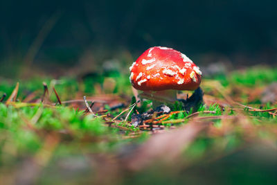 nature