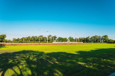 grass