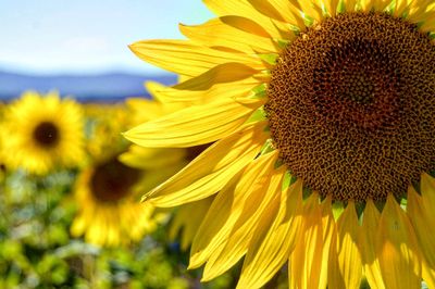 Close-up of sunflower blooming in field against sky