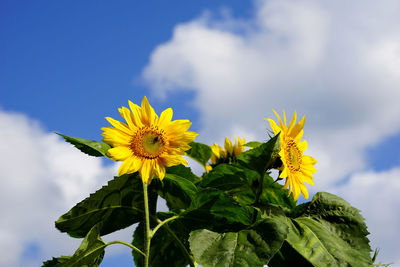 Low angle view of sunflower blooming against sky